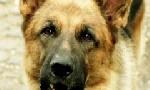 Revoir Rex, chien flic du 15 Juillet