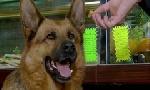 Revoir Rex, chien flic du 15 Juillet
