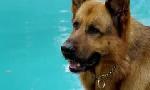 Revoir Rex, chien flic du 16 Juillet