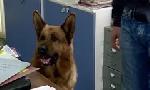 Revoir Rex, chien flic du 17 Juillet