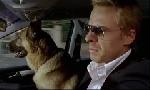 Revoir Rex, chien flic du 18 Juillet