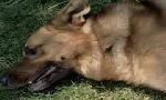 Revoir Rex, chien flic du 18 Juillet