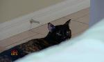Revoir Hell's cat : mon chat est un cauchemar du 20 Juillet