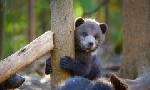 Revoir Grizzly bear cubs and me du 21 Juillet