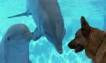 Revoir Rex, chien flic du 21 Juillet