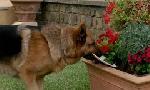 Revoir Rex, chien flic du 21 Juillet