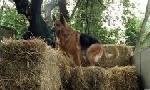 Revoir Rex, chien flic du 21 Juillet