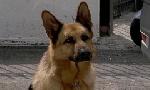 Revoir Rex, chien flic du 22 Juillet