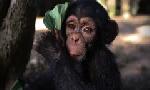 Revoir Baby chimp rescue du 05 Aout