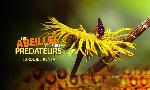 Revoir Les abeilles et leurs prédateurs du 10 Aout