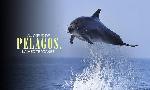 Revoir Pelagos, au c?ur de la méditerranée du 10 Aout