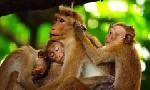 Revoir La première année des bébés animaux du 13 Aout