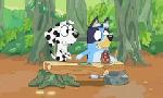 Revoir Bluey du 14 Aout