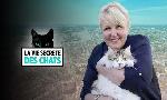 Revoir La vie secrète des chats du 16 Aout