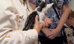 Revoir Animaux à adopter du 17 Aout