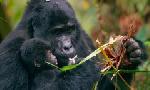 Revoir La première année des bébés animaux du 20 Aout