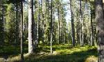Revoir La nature scandinave à vélo du 21 Aout