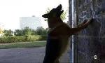 Revoir Rex du 26 Aout