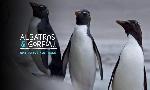 Revoir Albatros et gorfou. une fable australe du 31 Aout