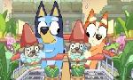 Revoir Bluey du 11 Septembre