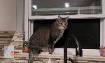 Revoir Hell's cat : mon chat est un cauchemar du 14 Septembre