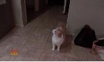 Revoir Hell's cat : mon chat est un cauchemar du 14 Septembre