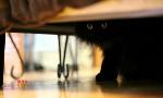 Revoir Hell's cat : mon chat est un cauchemar du 21 Septembre