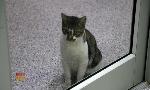 Revoir Hell's cat : mon chat est un cauchemar du 21 Septembre