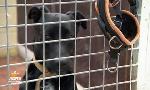 Revoir Animaux à adopter du 28 Septembre