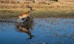 Revoir Okavango, le fleuve-vie du 13 Octobre
