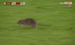 Revoir Un rat a fait irruption sur la pelouse lors du match entre les pays de galles et la belgique du 13 Octobre