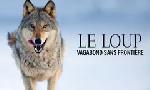 Revoir Le loup, un vagabond sans frontière du 16 Octobre