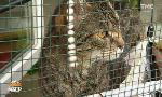 Revoir Animaux à adopter du 19 Octobre