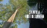 Revoir Indonésie : sauver la forêt de sumatra du 20 Octobre