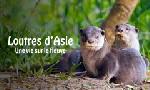 Revoir Loutres d?asie, une vie sur le fleuve du 20 Octobre