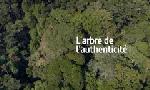 Revoir L'arbre de l'authenticité du 21 Octobre