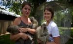 Revoir Sos animaux orphelins du 21 Octobre