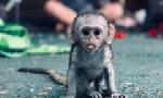 Revoir Sos animaux orphelins du 24 Octobre