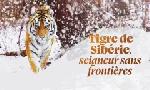Revoir Tigre de sibérie, seigneur sans frontières du 27 Octobre