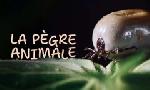Revoir La pègre animale : la vie secrète des parasites du 01 Novembre