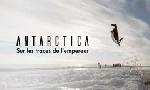 Revoir Antarctica, sur les traces de l'empereur du 11 Novembre
