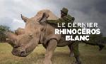 Revoir Le dernier rhinocros blanc du 19 Novembre