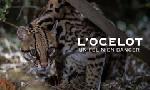 Revoir L?ocelot, un flin en danger du 02 Dcembre