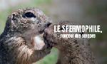 Revoir Le spermophile et le hamster d'europe du 04 Dcembre