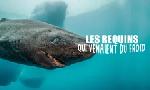Revoir Les requins qui venaient du froid du 09 Dcembre