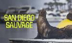 Revoir San diego sauvage du 11 Dcembre