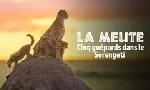 Revoir La meute, cinq gupards dans le serengeti du 11 Dcembre