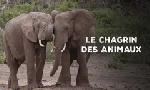 Revoir Le chagrin des animaux : mythe ou ralit ? du 14 Dcembre