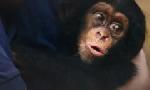 Revoir Baby chimp rescue du 17 D�cembre
