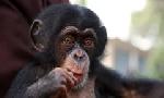 Revoir Baby chimp rescue du 18 D�cembre